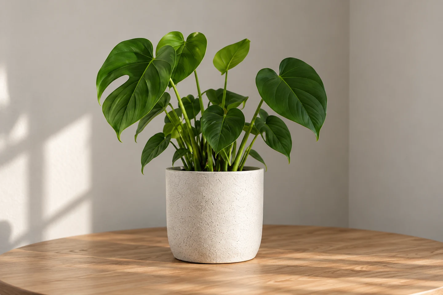 Imagen inicial de ejemplo: una Monstera en maceta blanca sobre una mesa.